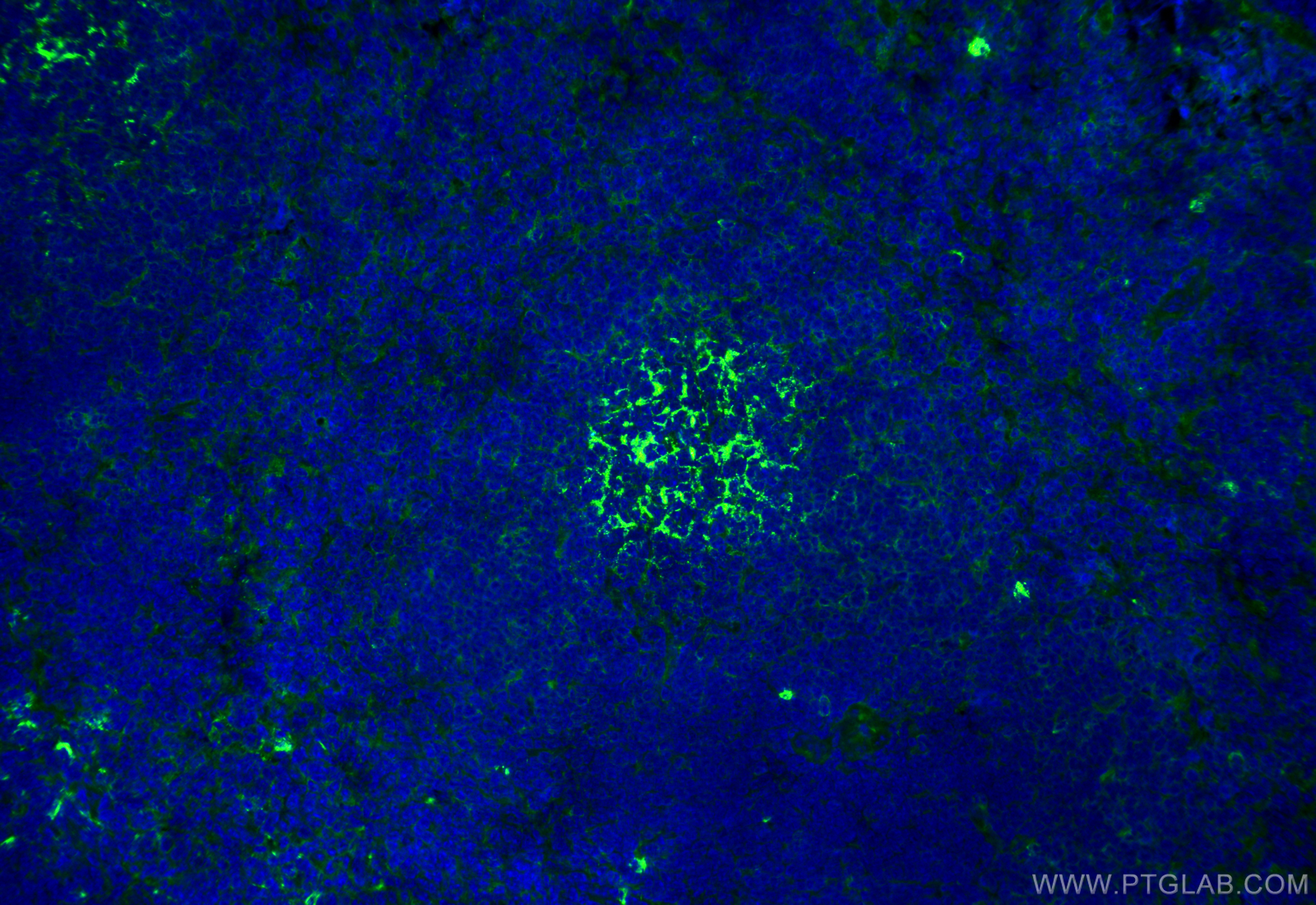 Immunofluorescence (IF) / fluorescent staining of mouse spleen tissue using Anti-Mouse CD19 (1D3) (65290-1-Ig)