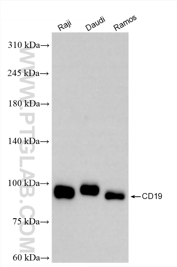 Western Blot (WB) analysis of various lysates using CD19 Recombinant antibody (86116-1-RR)