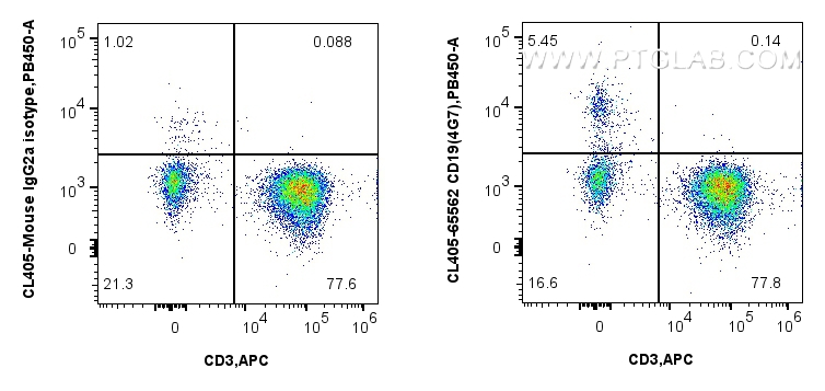 CD19 antibody (CL405-65562) | Proteintech