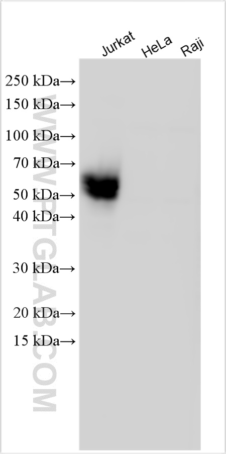 Western Blot (WB) analysis of various lysates using CD2 Polyclonal antibody (10299-1-AP)