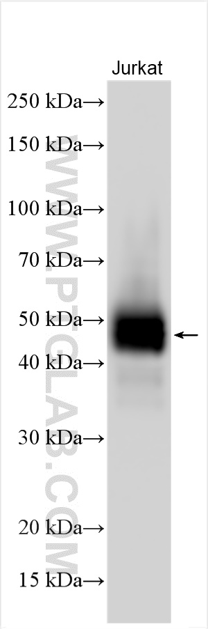 Western Blot (WB) analysis of various lysates using CD2 Polyclonal antibody (31803-1-AP)