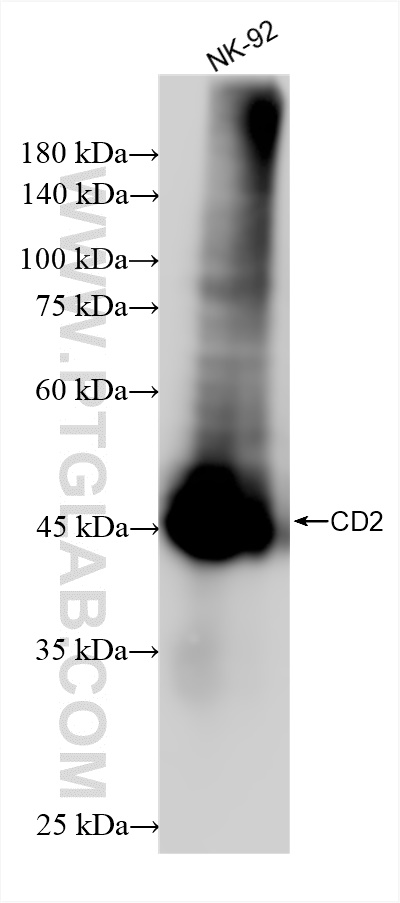 Western Blot (WB) analysis of various lysates using CD2 Recombinant antibody (84108-5-RR)