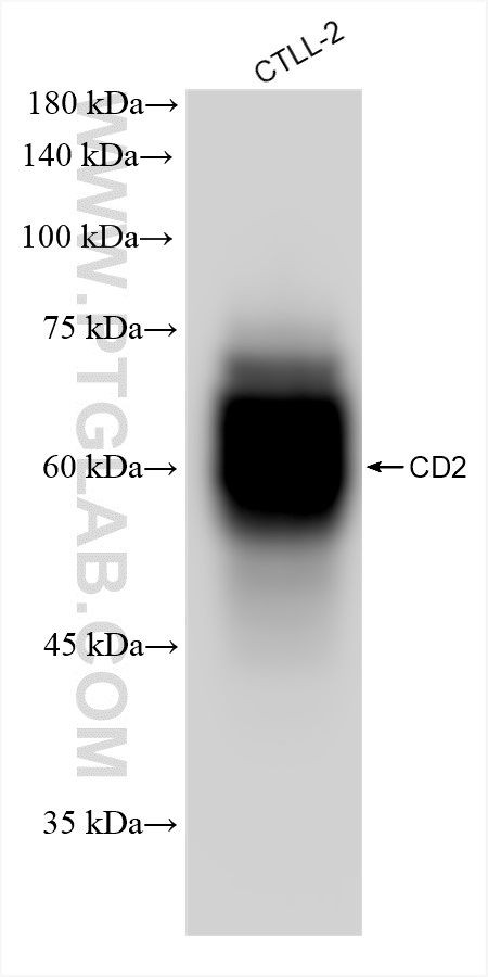 Western Blot (WB) analysis of various lysates using CD2 Recombinant antibody (84360-4-RR)