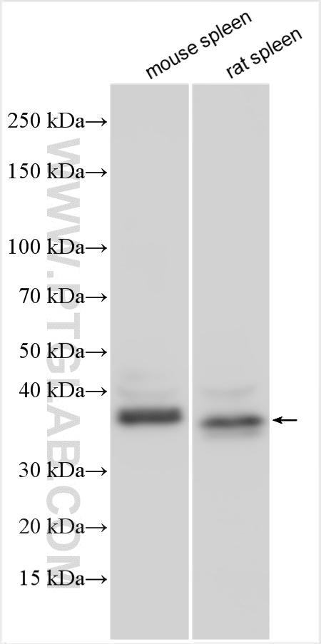 Western Blot (WB) analysis of various lysates using CD20 Polyclonal antibody (31909-1-AP)