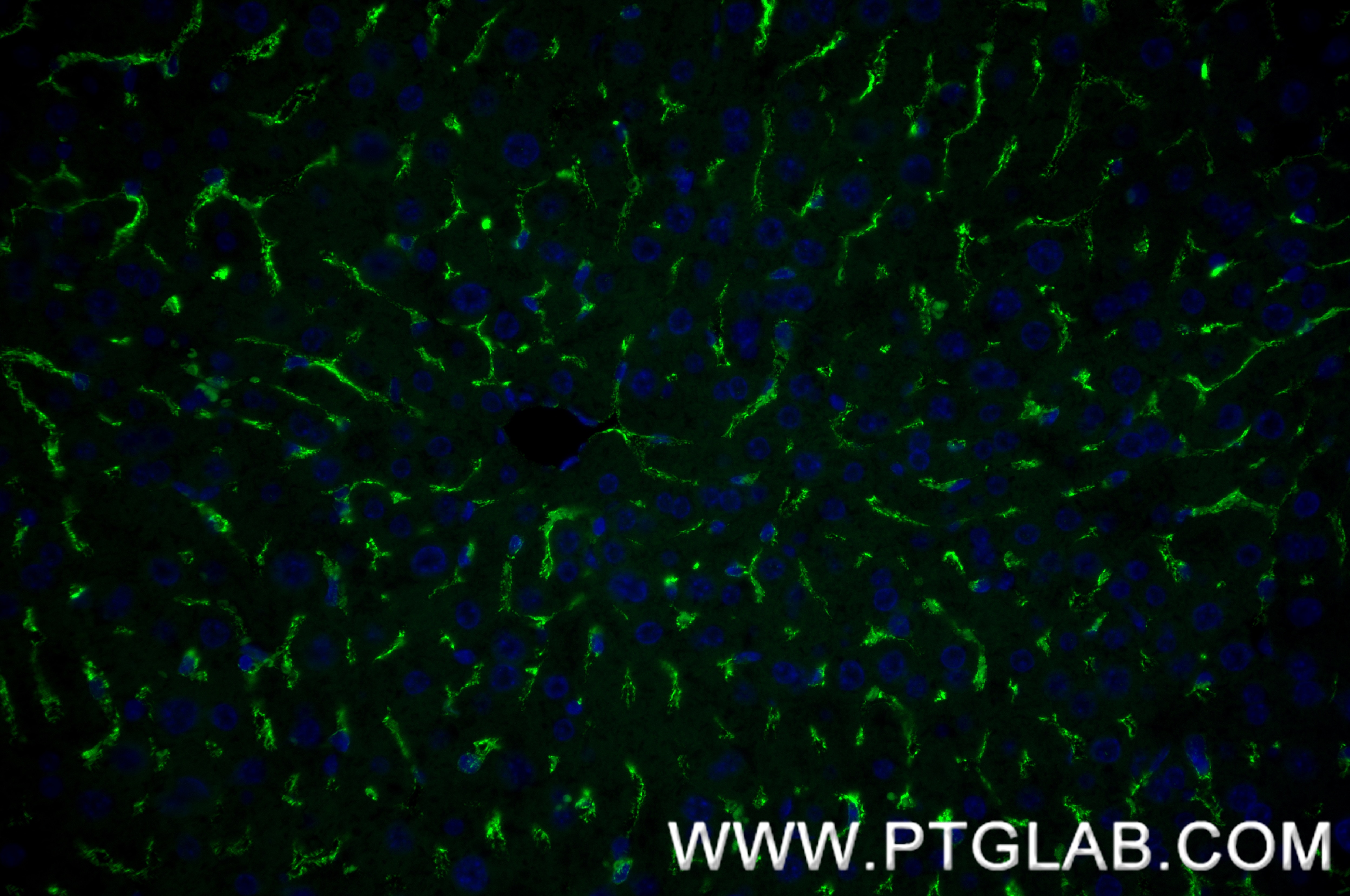 Immunofluorescence (IF) / fluorescent staining of mouse liver tissue using CD206 Recombinant monoclonal antibody (83485-1-RR)