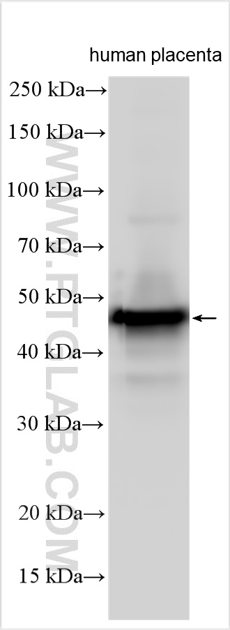 Western Blot (WB) analysis of various lysates using CD209 Polyclonal antibody (31621-1-AP)