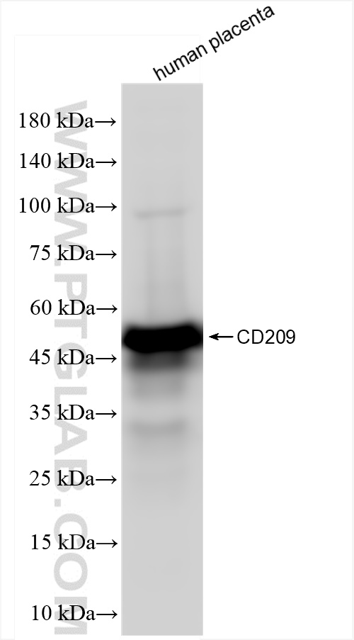 Western Blot (WB) analysis of human placenta tissue using CD209 Recombinant antibody (84095-6-RR)