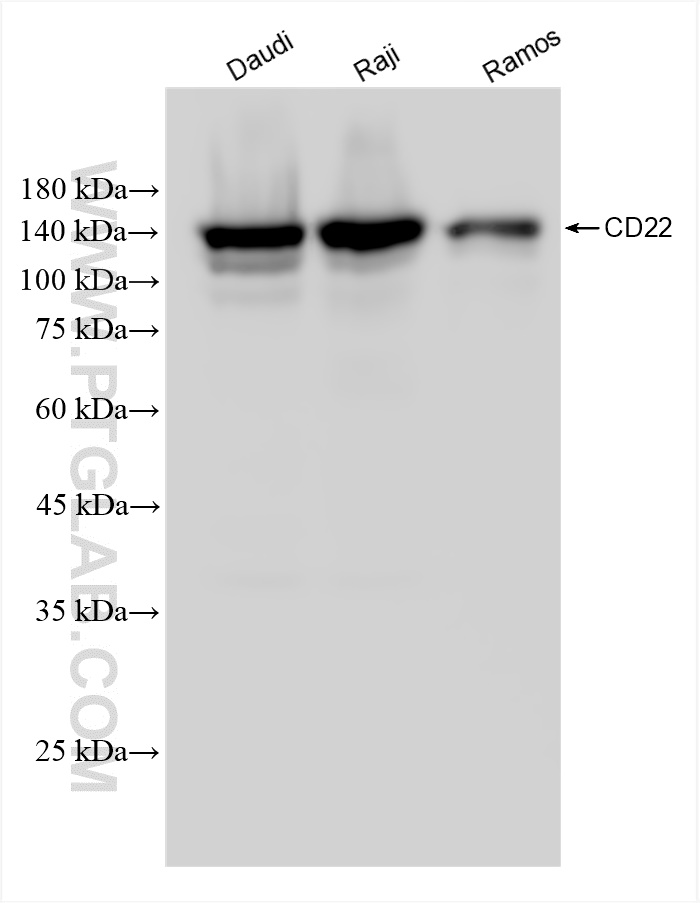 Western Blot (WB) analysis of various lysates using CD22 Recombinant antibody (84265-2-RR)