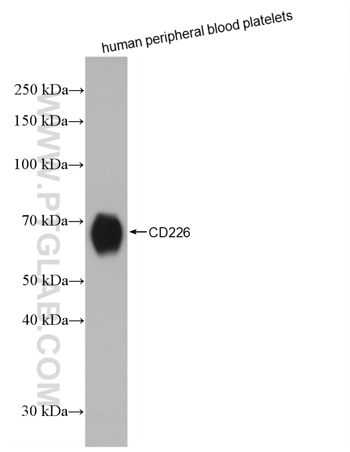 Western Blot (WB) analysis of human peripheral blood platelets using CD226 Recombinant antibody (82991-3-RR)