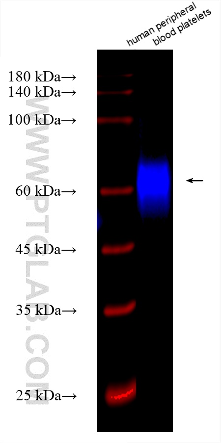 Western Blot (WB) analysis of various lysates using CoraLite® Plus 750-conjugated CD226 Recombinant an (CL750-82991-3)