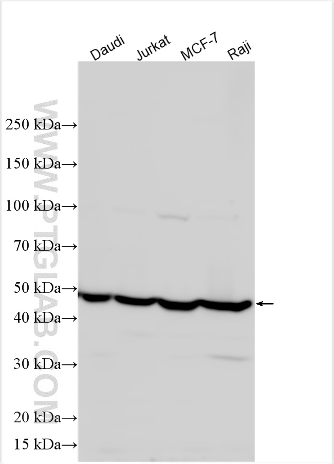 Western Blot (WB) analysis of various lysates using CD24 Polyclonal antibody (10600-1-AP)