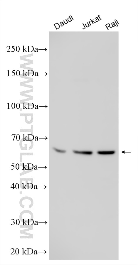 Western Blot (WB) analysis of various lysates using CD24 Polyclonal antibody (10600-1-AP)