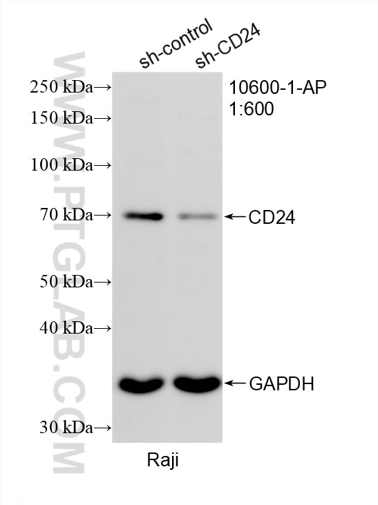 Western Blot (WB) analysis of Raji cells using CD24 Polyclonal antibody (10600-1-AP)