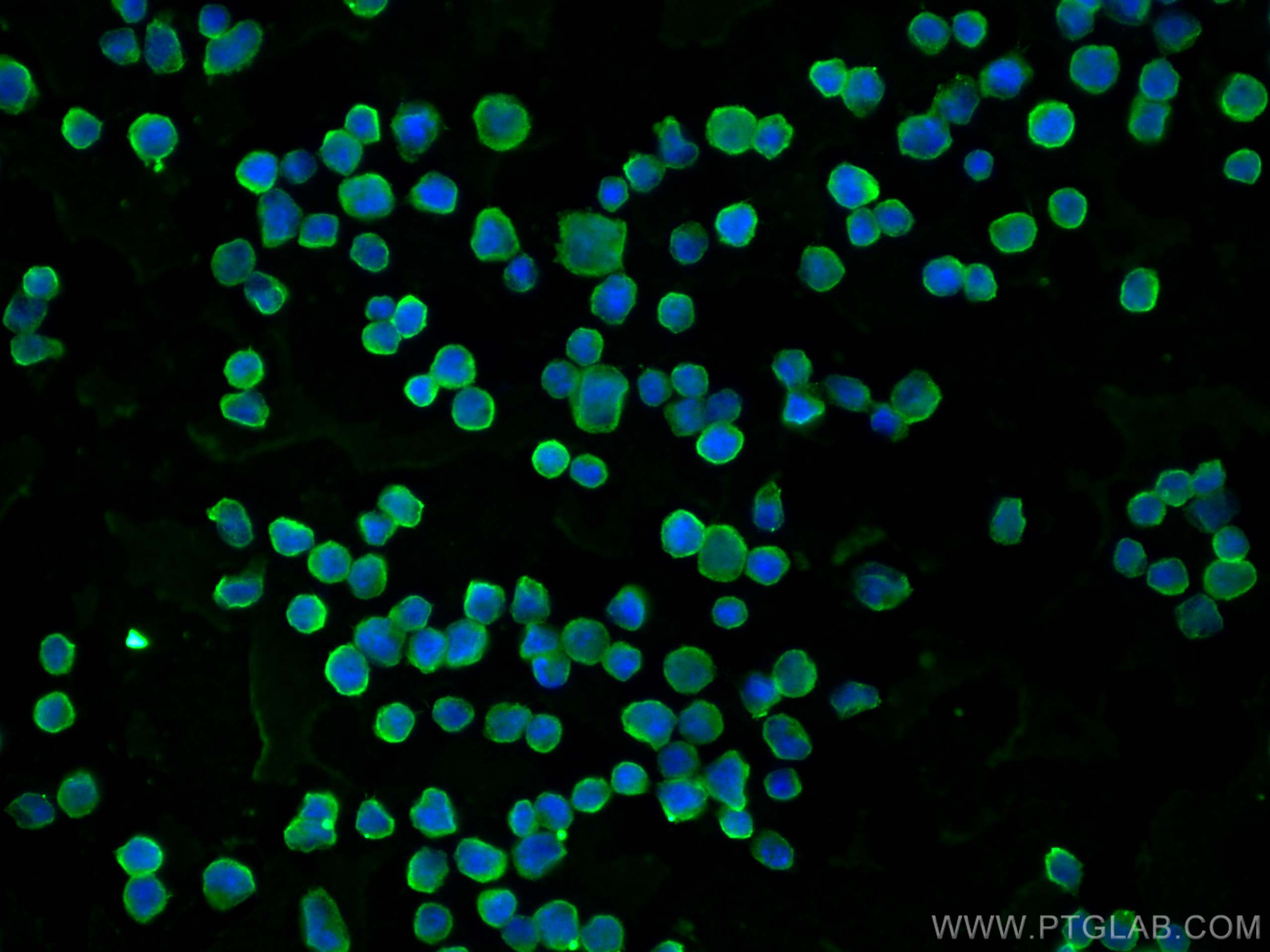 Immunofluorescence (IF) / fluorescent staining of Daudi cells using CD24 Monoclonal antibody (67627-1-Ig)