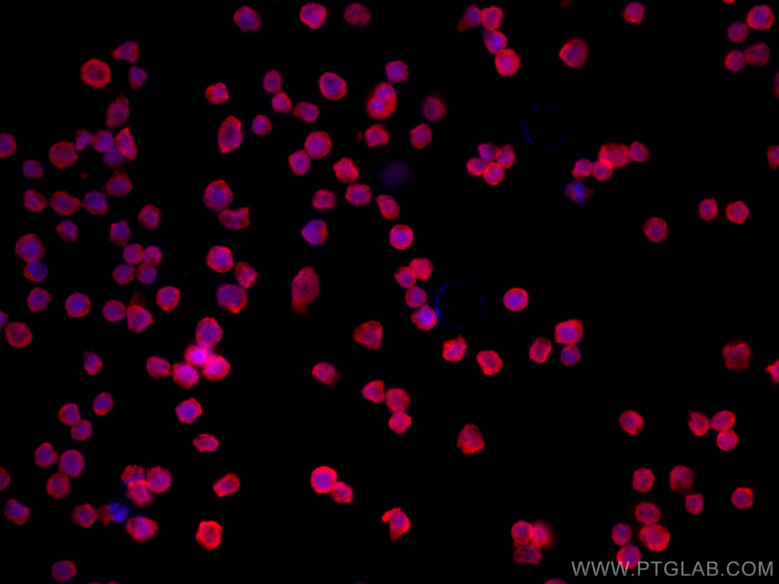 Immunofluorescence (IF) / fluorescent staining of Daudi cells using CoraLite®594-conjugated CD24 Monoclonal antibody (CL594-67627)