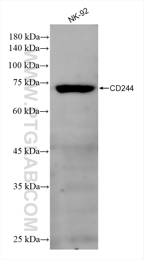 CD244