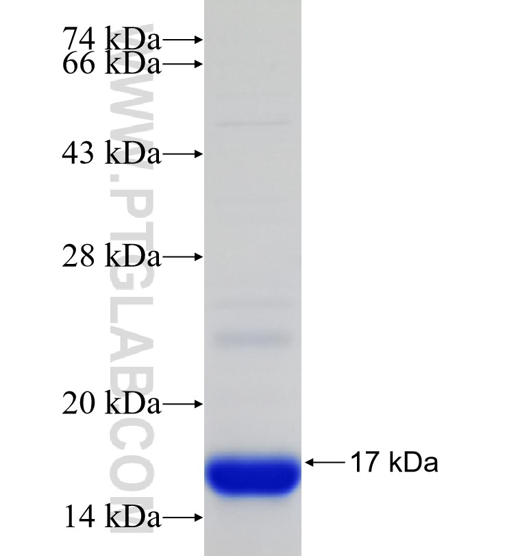 CD247 fusion protein Ag33870 SDS-PAGE