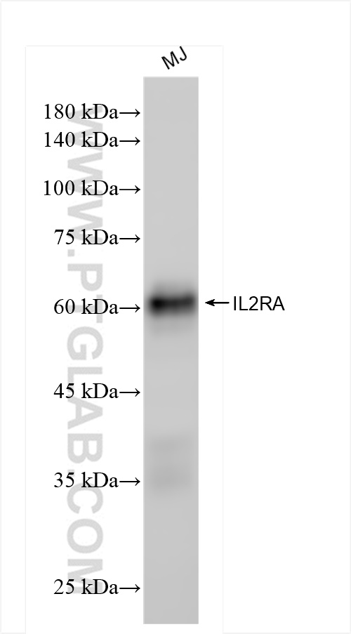 Western Blot (WB) analysis of MJ cells using CD25/IL-2RA Recombinant antibody (83896-1-RR)