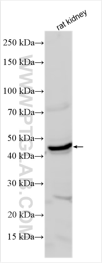 Western Blot (WB) analysis of various lysates using PD-L1/CD274 Polyclonal antibody (17952-1-AP)