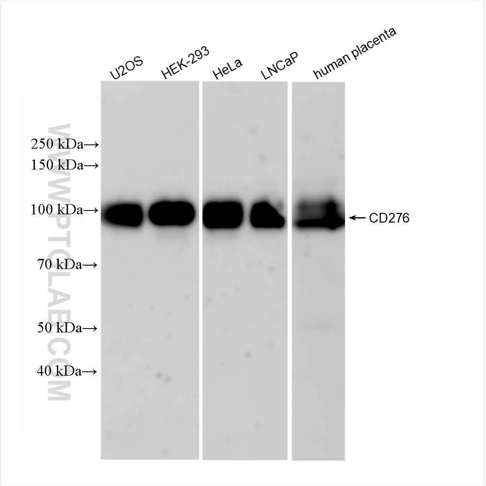 Western Blot (WB) analysis of various lysates using B7-H3/CD276 Recombinant antibody (83152-5-RR)