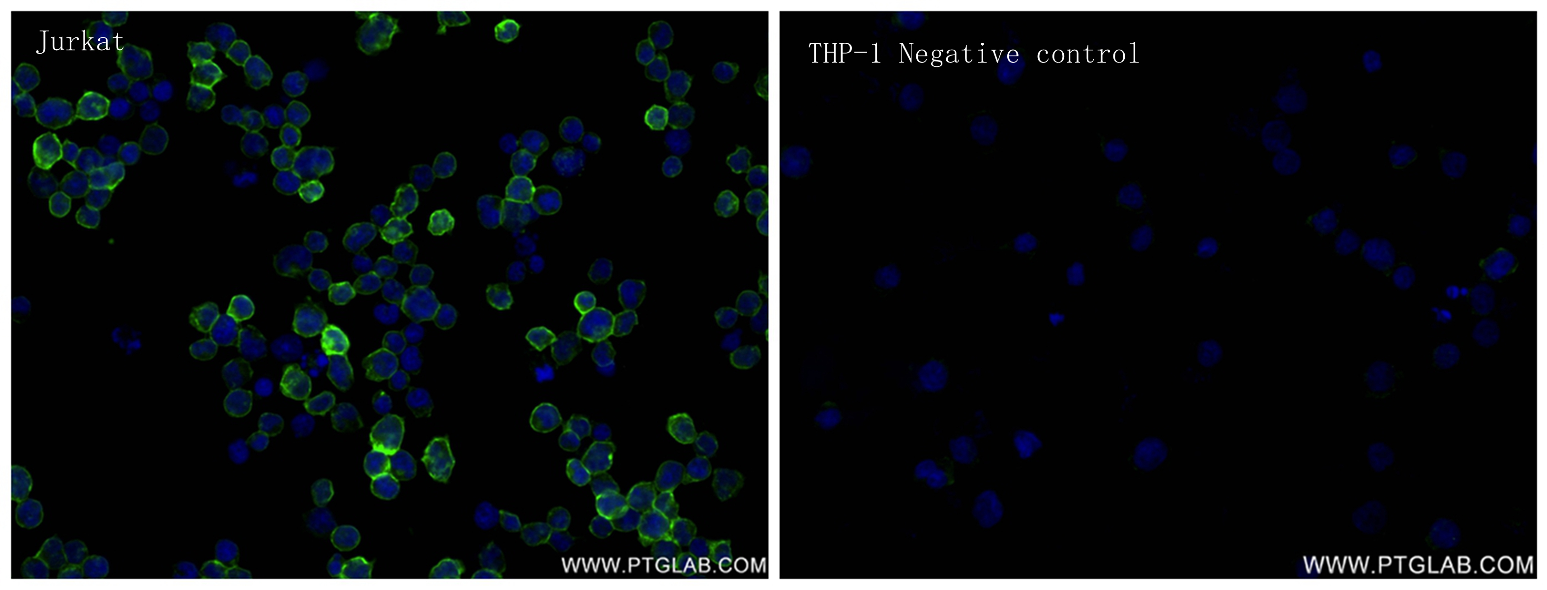 Immunofluorescence (IF) / fluorescent staining of Jurkat cells using CD28 Recombinant antibody (83383-6-RR)