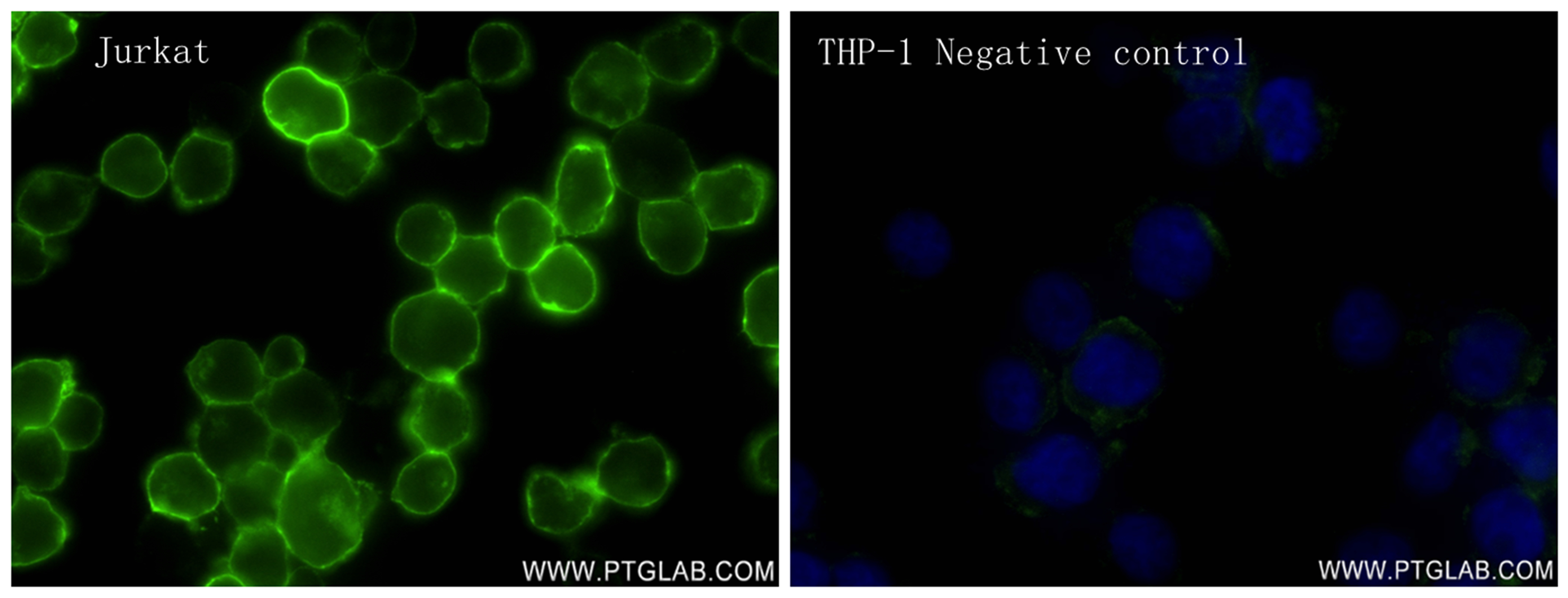 Immunofluorescence (IF) / fluorescent staining of Jurkat cells using CD28 Recombinant antibody (83383-6-RR)