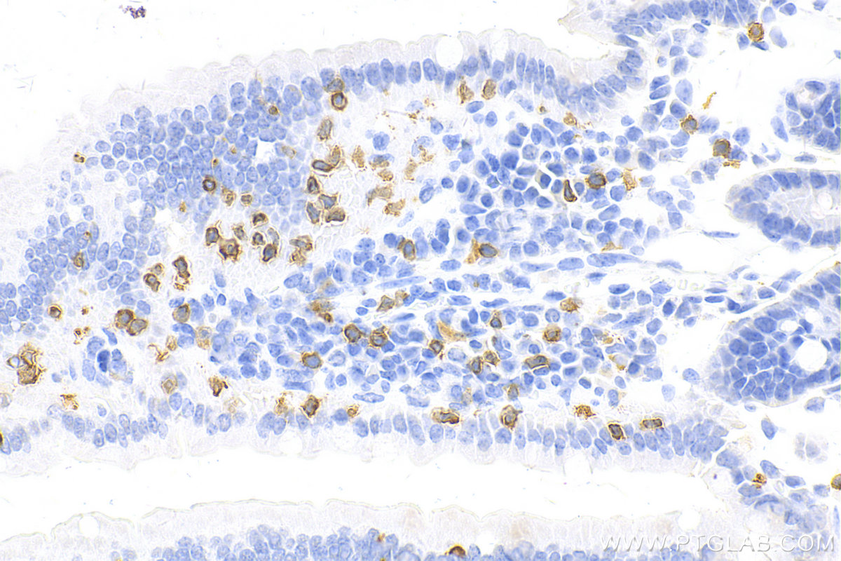 Immunohistochemistry (IHC) staining of mouse small intestine tissue using CD3 Recombinant antibody (81324-1-RR)