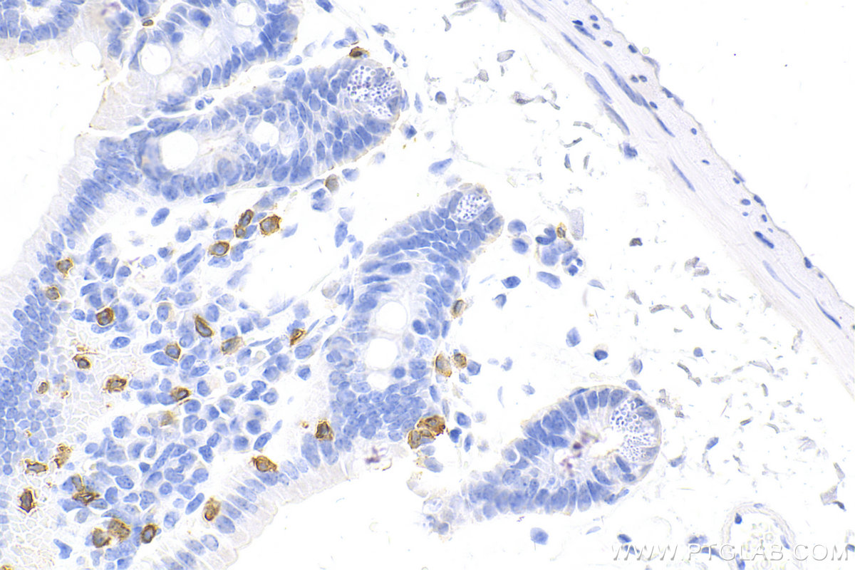 Immunohistochemistry (IHC) staining of mouse small intestine tissue using CD3 Recombinant antibody (81324-1-RR)