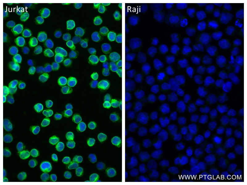 Immunofluorescence (IF) / fluorescent staining of Jurkat cells using CD3 Recombinant antibody (84505-4-RR)