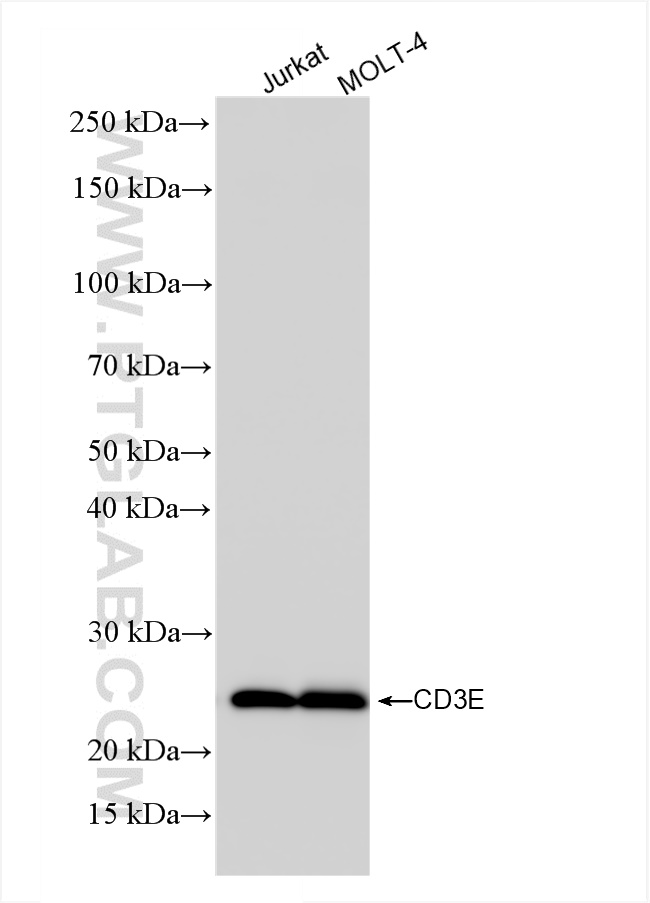 Western Blot (WB) analysis of various lysates using CD3 Recombinant antibody (84505-4-RR)