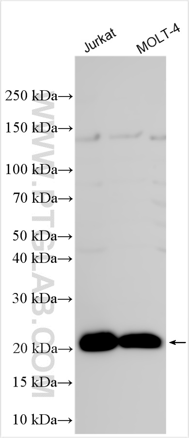 CD3 Delta