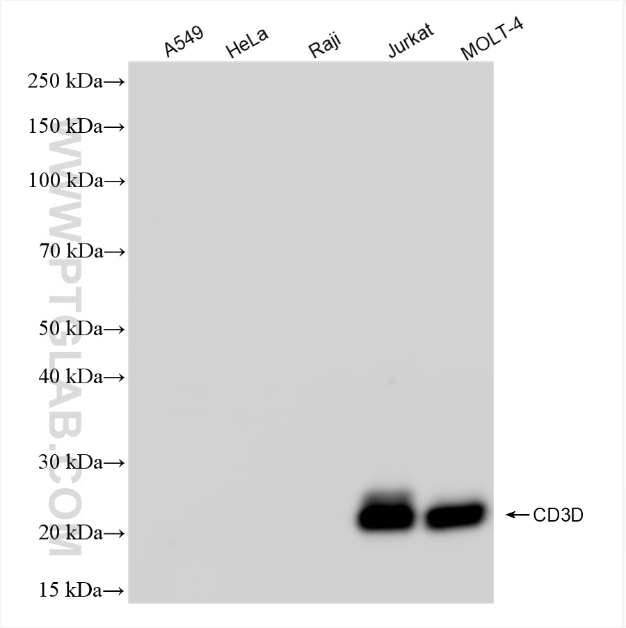 Western Blot (WB) analysis of various lysates using CD3 Delta Recombinant antibody (84214-4-RR)