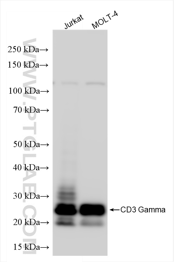 Western Blot (WB) analysis of various lysates using CD3 Gamma Recombinant antibody (84836-1-RR)