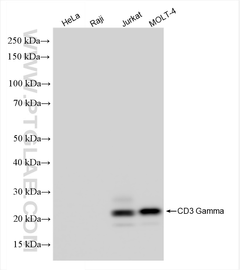 Western Blot (WB) analysis of various lysates using CD3 Gamma Recombinant antibody (84836-2-RR)