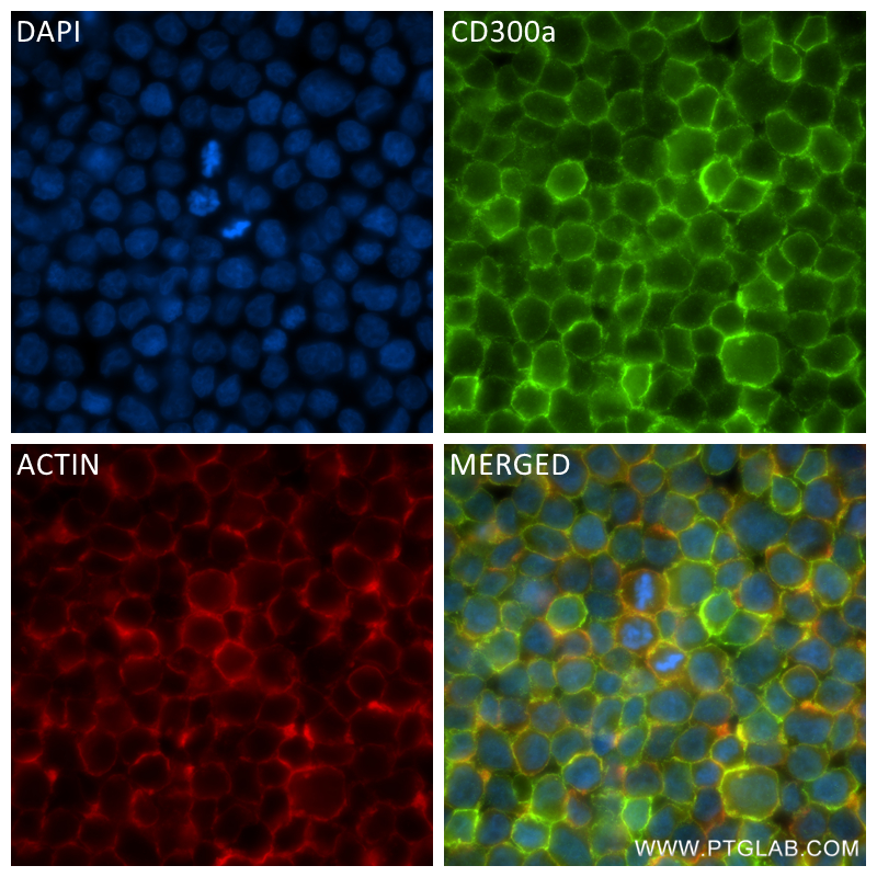 Immunofluorescence (IF) / fluorescent staining of THP-1 cells using CD300a Recombinant antibody (84674-4-RR)