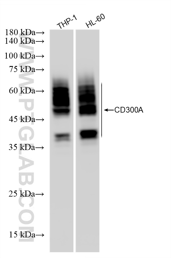 Western Blot (WB) analysis of various lysates using CD300a Recombinant antibody (84674-4-RR)