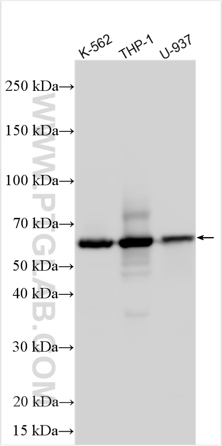 Western Blot (WB) analysis of various lysates using CD300a Polyclonal antibody (32495-1-AP)