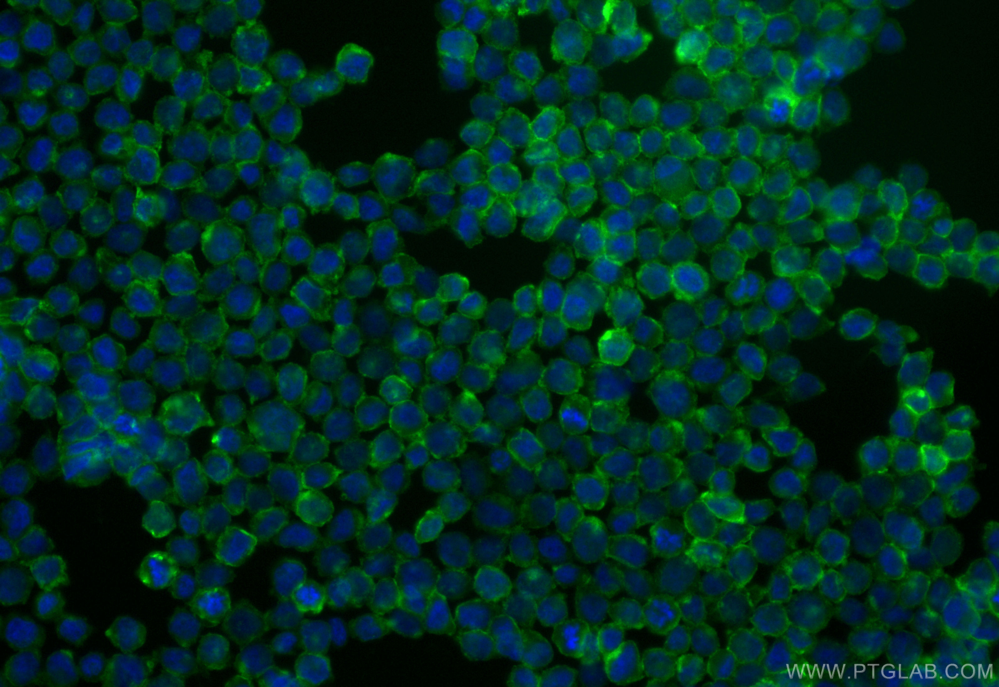 Immunofluorescence (IF) / fluorescent staining of THP-1 cells using CoraLite® Plus 488-conjugated CD300a Recombinant a (CL488-84674-4)