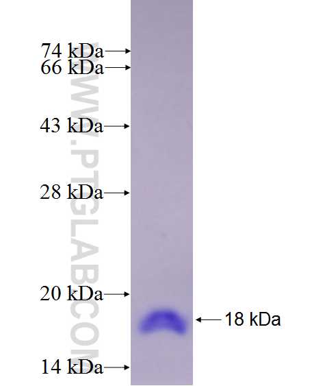 CD302 fusion protein Ag27105 SDS-PAGE