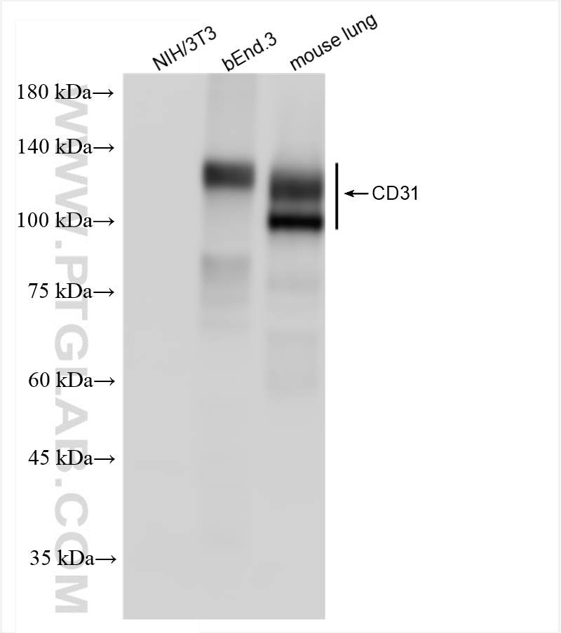 Western Blot (WB) analysis of various lysates using CD31 Recombinant antibody (84607-4-RR)