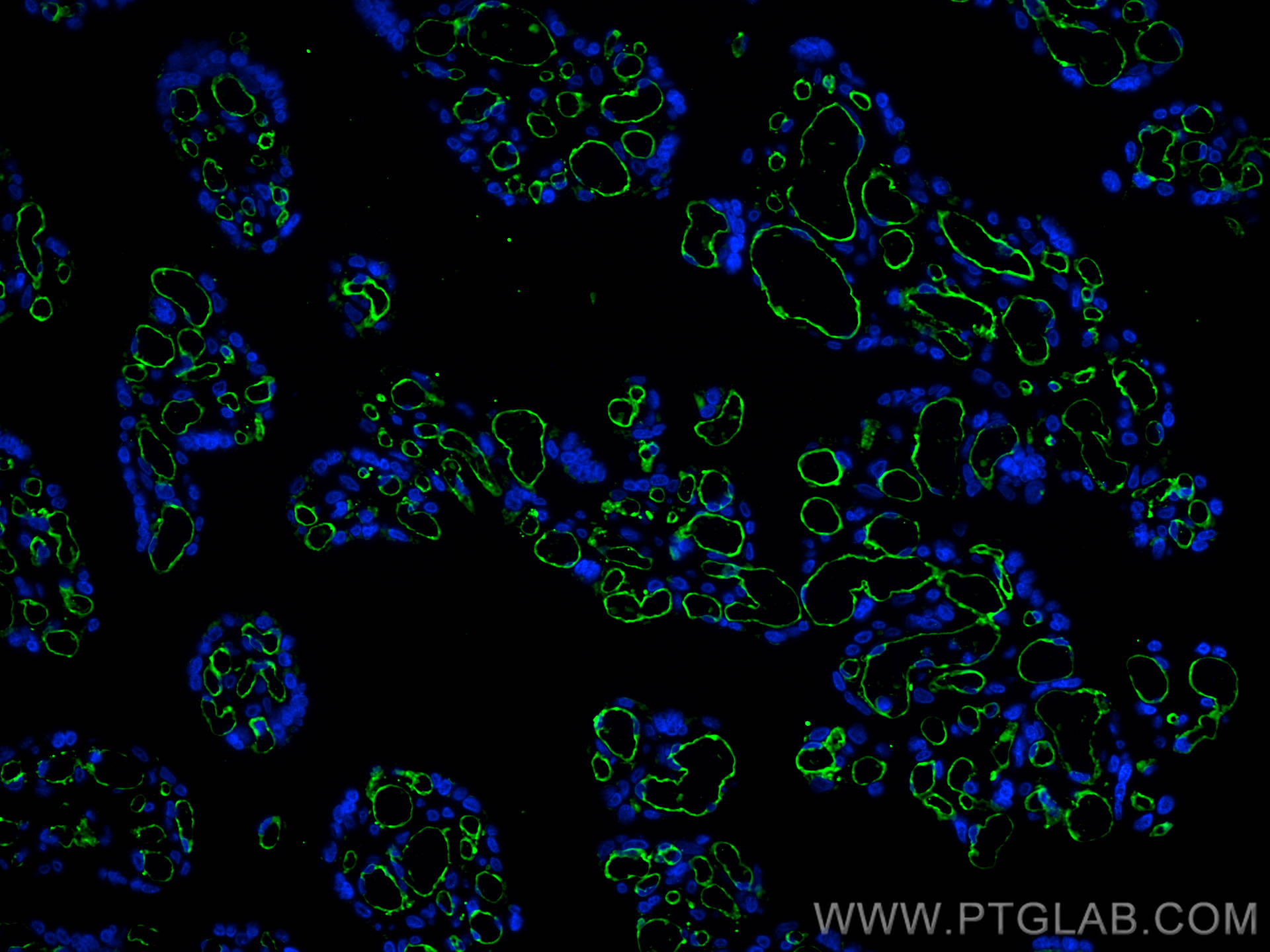 Immunofluorescence (IF) / fluorescent staining of human placenta tissue using CoraLite® Plus 488-conjugated CD31 Monoclonal anti (CL488-66065)