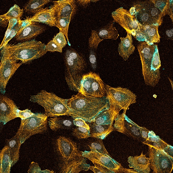 Immunofluorescence (IF) / fluorescent staining of human umbilical cord endothelial cells using CoraLite®594-conjugated CD31 Monoclonal antibody (CL594-66065)