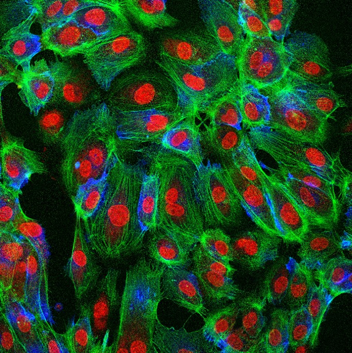 Immunofluorescence (IF) / fluorescent staining of human umbilical cord endothelial cells using CoraLite®594-conjugated CD31 Monoclonal antibody (CL594-66065)