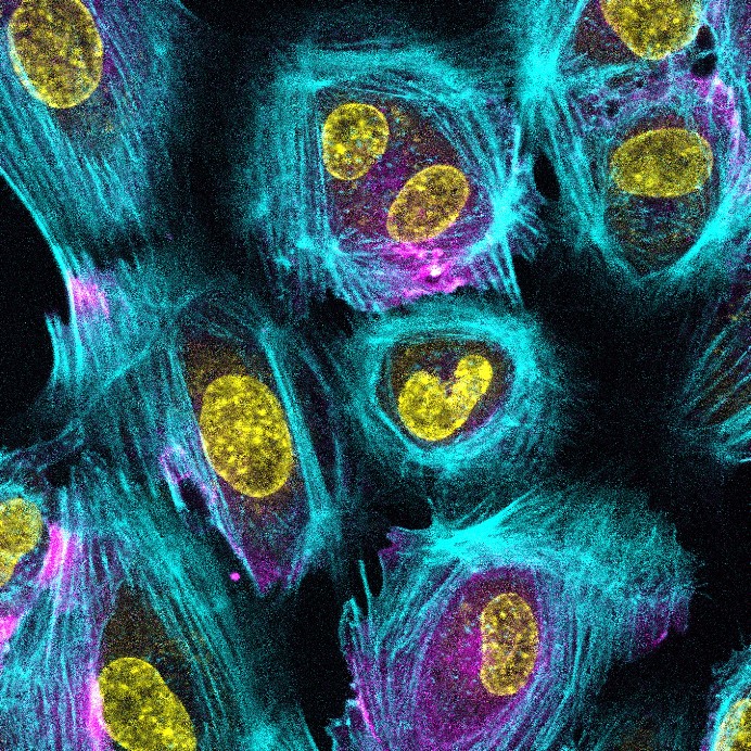 Immunofluorescence (IF) / fluorescent staining of human umbilical cord endothelial cells using CoraLite®594-conjugated CD31 Monoclonal antibody (CL594-66065)