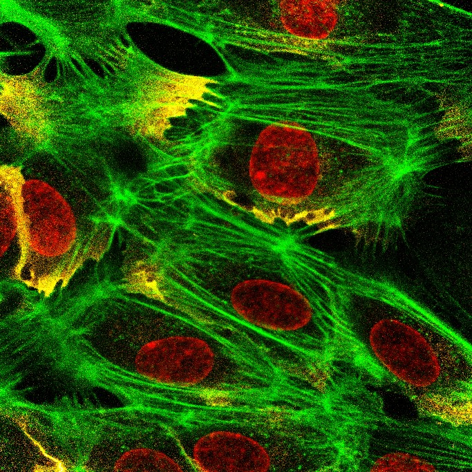 Immunofluorescence (IF) / fluorescent staining of human umbilical cord endothelial cells using CoraLite®594-conjugated CD31 Monoclonal antibody (CL594-66065)