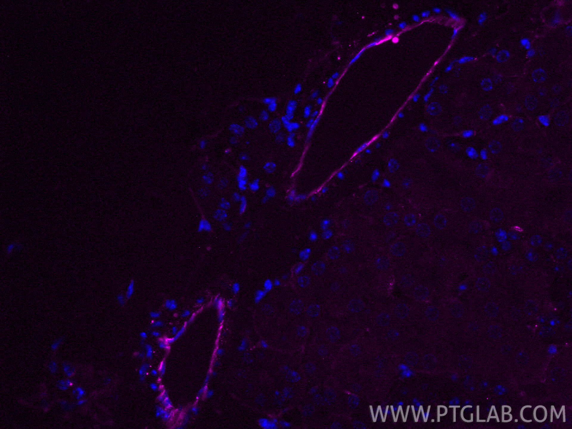 Immunofluorescence (IF) / fluorescent staining of mouse kidney tissue using CoraLite® Plus 647-conjugated CD31 Polyclonal anti (CL647-28083)