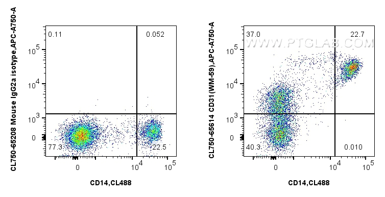 CD31 antibody (CL750-65614) | Proteintech