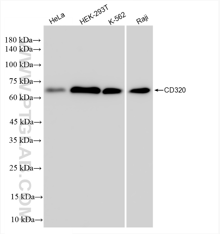 Western Blot (WB) analysis of HeLa cells using CD320 Recombinant antibody (83574-3-RR)