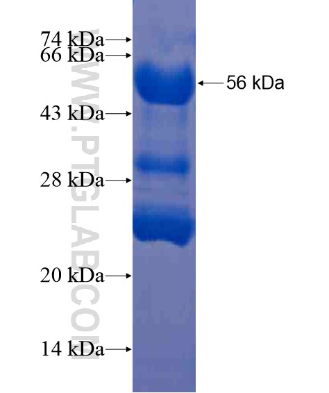 CD320 fusion protein Ag21445 SDS-PAGE