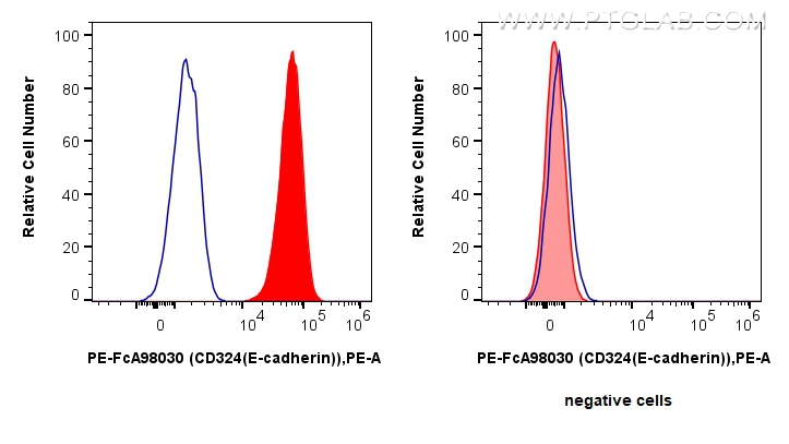 CD324 (E-cadherin)